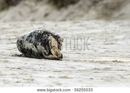 Birth of a grey seal