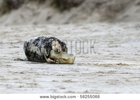 Birth of a grey seal