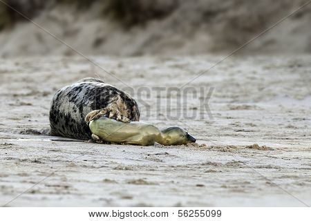 Birth of a grey seal