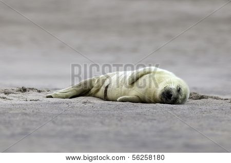 Birth of a grey seal