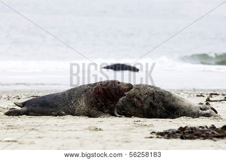 Grey seals fighting