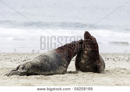 Grey seals fighting