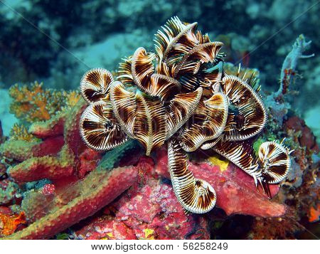 Sea lily