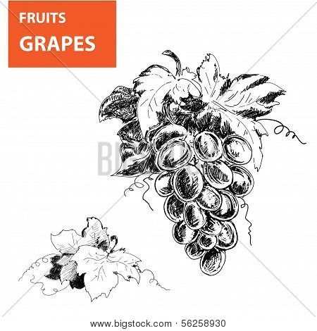 Hand drawn illustrations of grapes