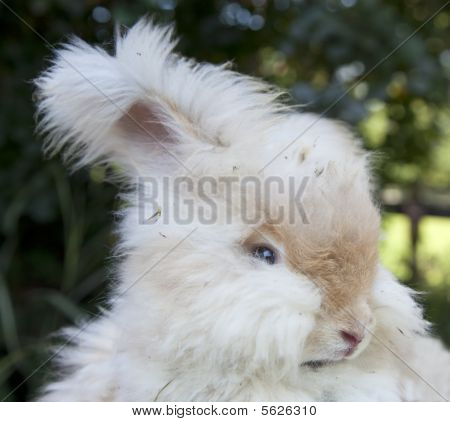 Head shot fehér Angóra nyúl