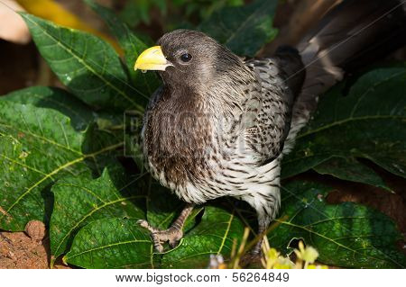Portrait Of A Wet Western-grey Plantain-eater (crinifer Piscator)