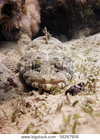 Maskovaný crocodilefish