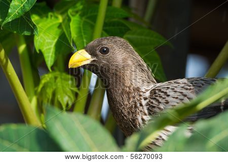 Western-grey Plantain-eater (crinifer Piscator)