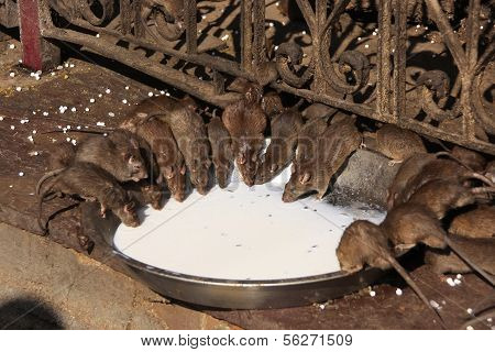 Holy Rats Drinking Milk From A Bowl, Karni Mata Temple, Deshnok, India