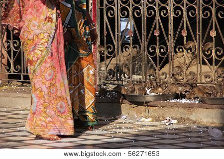 Women In Colorful Sari Walking At Karni Mata Temple, Deshnok, India