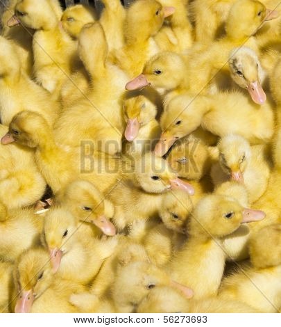 Background From Small Pretty Ducklings Collected Together