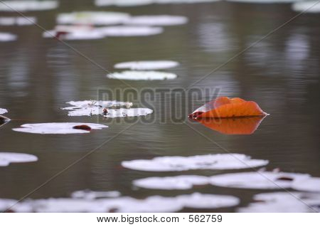 Lily Pad