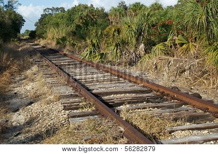 Railroad Tracks In Florida Wilderness
