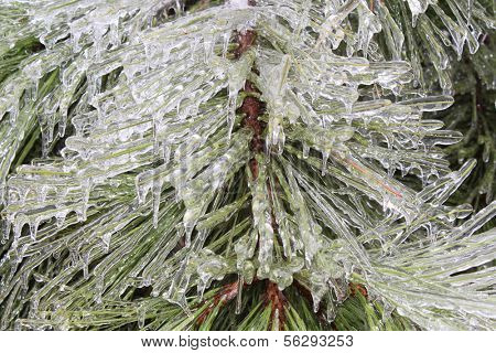 Pine trees under heavy ice