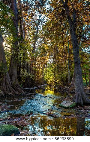 Early Morning Sunrise on Fall Foliage Surrounding Cibolo Creek, Texas.