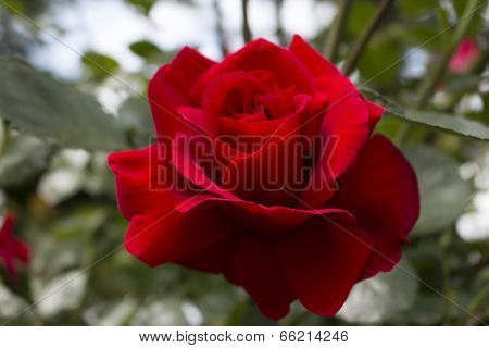 Rose close-up
