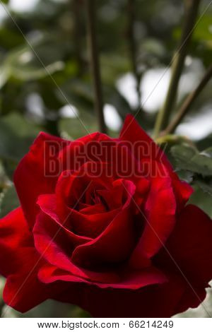 Rose close-up