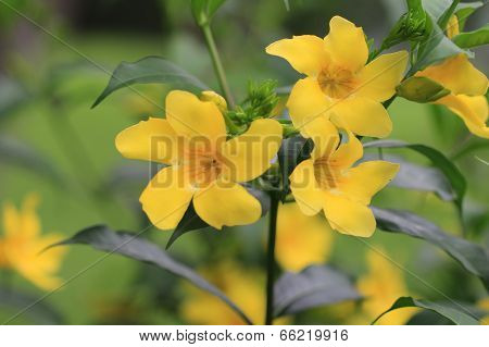 yellow flowers,Common allamanda