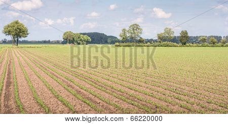 Rows Of Small Maize Plants Just After The Rain