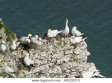 Nesting Gannets On A Cliff Headland