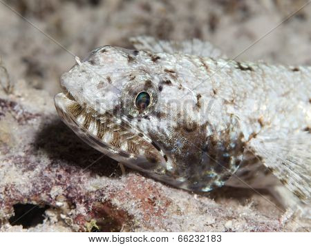 Gracile Lizardfish