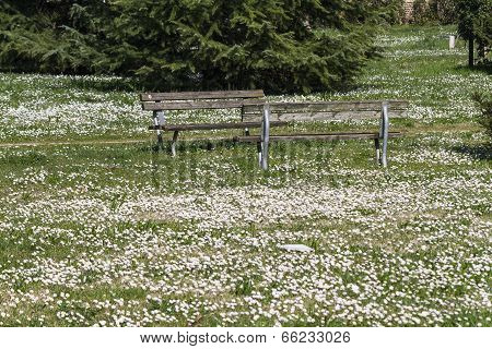 Flowery Meadow With Daisies