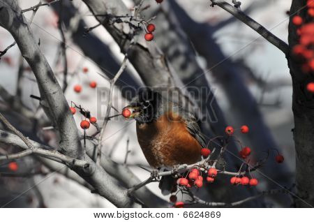 American Robin: Turdus migratorius
