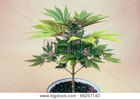 Cannabis Plant In Pot