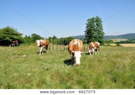 Vaca pastando.