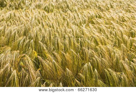Closeup Of Ripening Barley