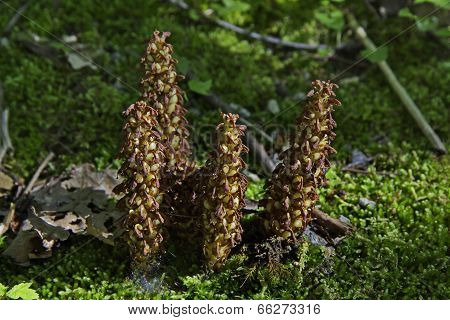 Squawroot (Conopholis Americana)
