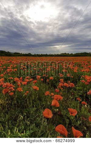 Poppy Field