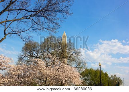 Washington Monument during cherry blossom.