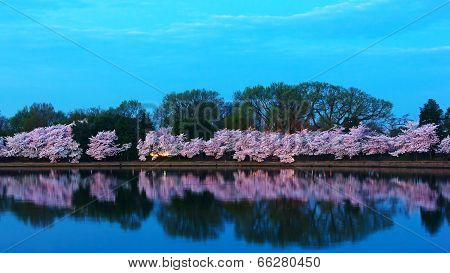 Cherry trees in blossom around Tidal Basin Washington DC