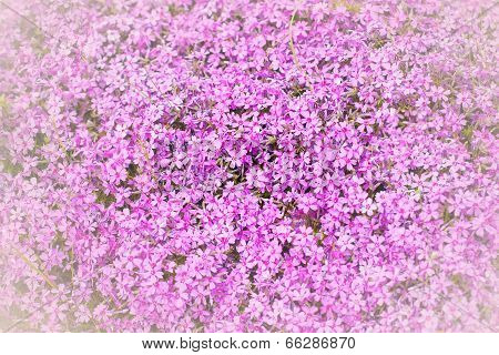 Beautiful pink flowers background