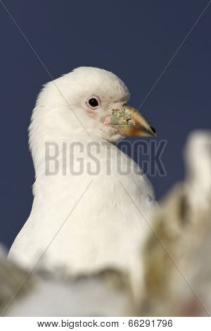 Snowy Sheathbill Portrait Sitting In The Rocks Of The Antarctic Islands