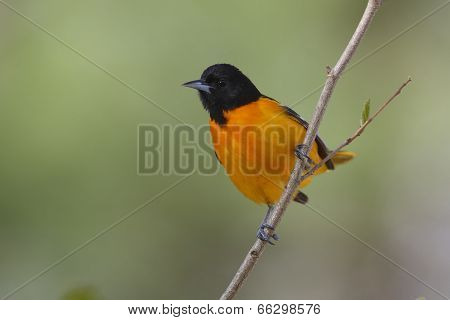 Male Baltimore Oriole
