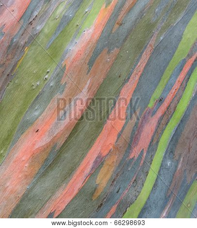 Abstract Tree Bark