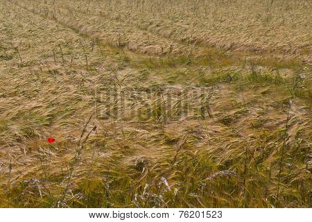 Grainfield