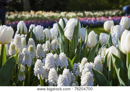White Flowers, Keukenhof, The Netherlands