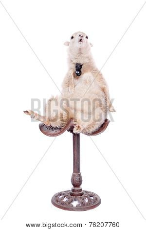 Portrait Of sheep in christmas hat On White