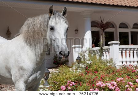 Andalusia Finca Ago