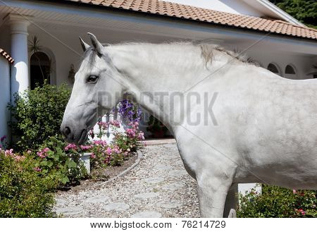 Andalusia Horse In The Garden