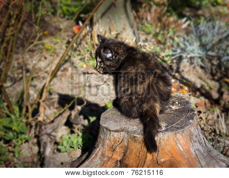 Cute Kitten Outdoors