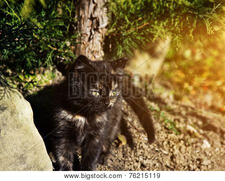 Cute Kitten Outdoors