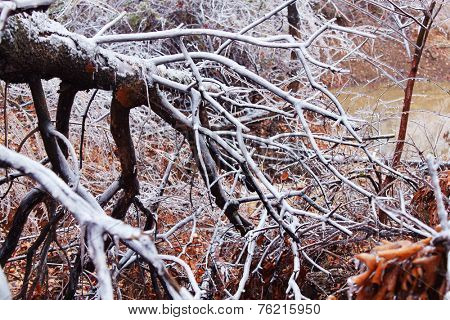 Trees under the weight of winter ice 