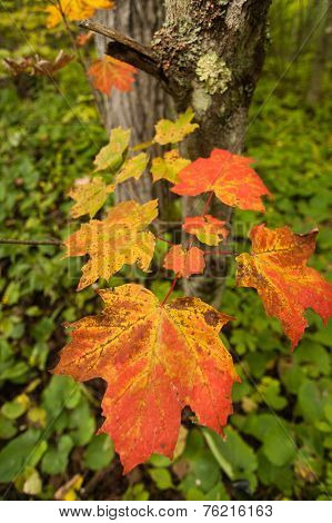 Autumn Tree