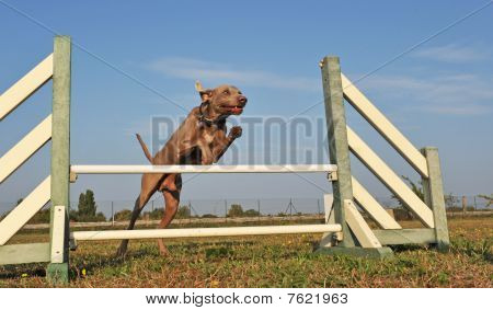 跳跃的犬只