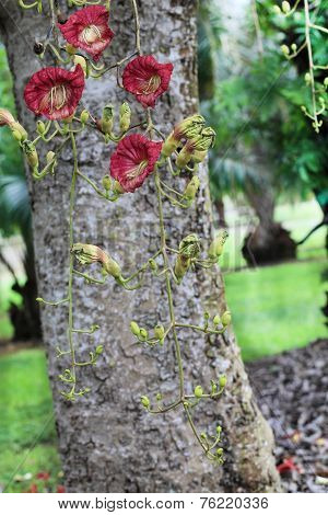 Kigelia Africana Flowers
