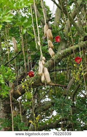Sausage Tree